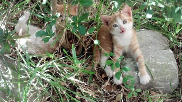 格列兹曼独舞撕裂铁壁，哥斯达黎加绝境逆袭终结瑞士神话